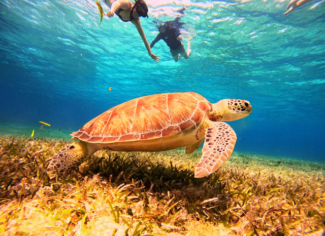 El Cielo Cozumel Snorkel Private Tour + 3 Reefs + Food + Drinks (1-10 Pax)